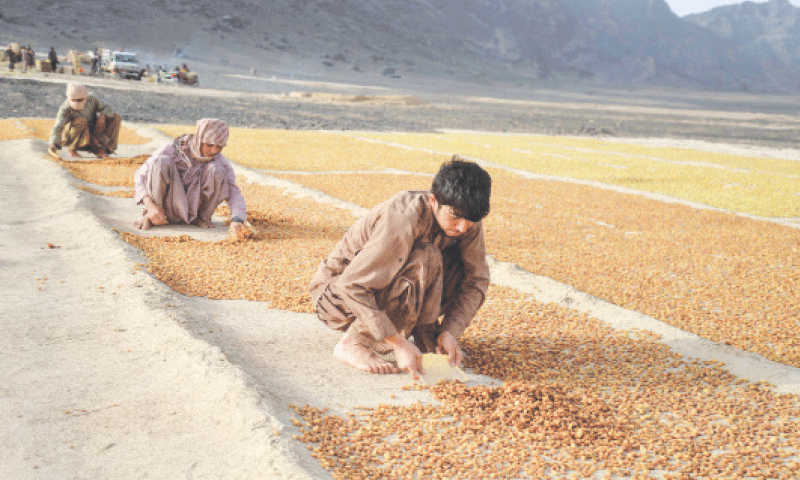 The UNHCR study notes ‘fragile but positive’ progress in reintegration of Afghans returning from Pakistan.—AFP The UNHCR study notes ‘fragile but positive’ progress in reintegration of Afghans returning from Pakistan.—AFP