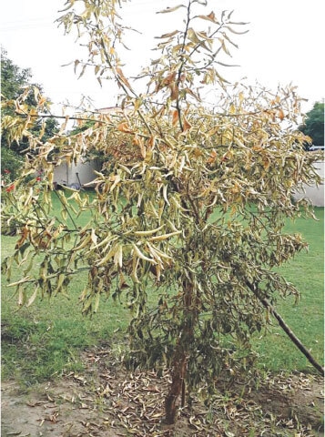 Dried up grapefruit tree, shedding leaves