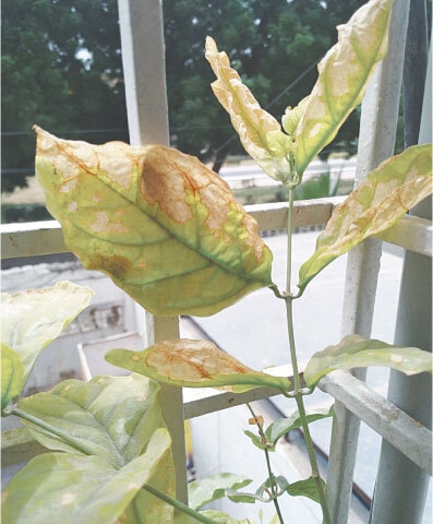 The brown patches on the leaves of the bela [Arabian Jasmine] plant could indicate several issues, including sunburn, fungal issues, lack of specific nutrients or overwatering | Photos courtesy the writer