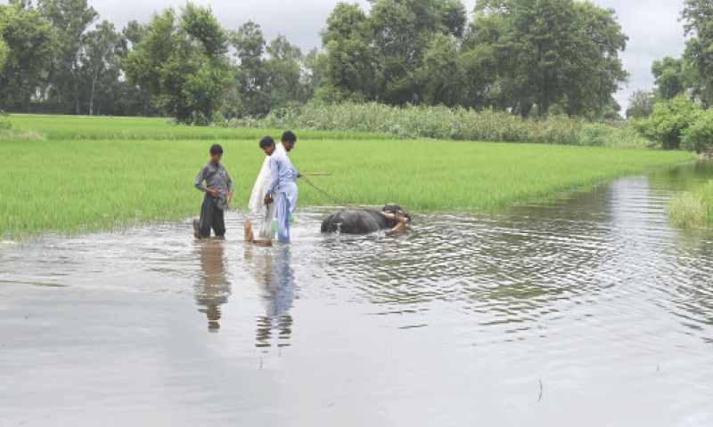 Continual rains have flooded fields in Kasur.&mdash;Arif Ali/White Star