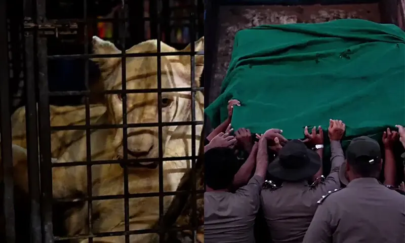 محفوظ مقام پر منتقل کیے گئے تمام شیروں کی صحت کی مسلسل مانیٹرنگ کی جارہی ہے &mdash;فوٹو: ڈان نیوز