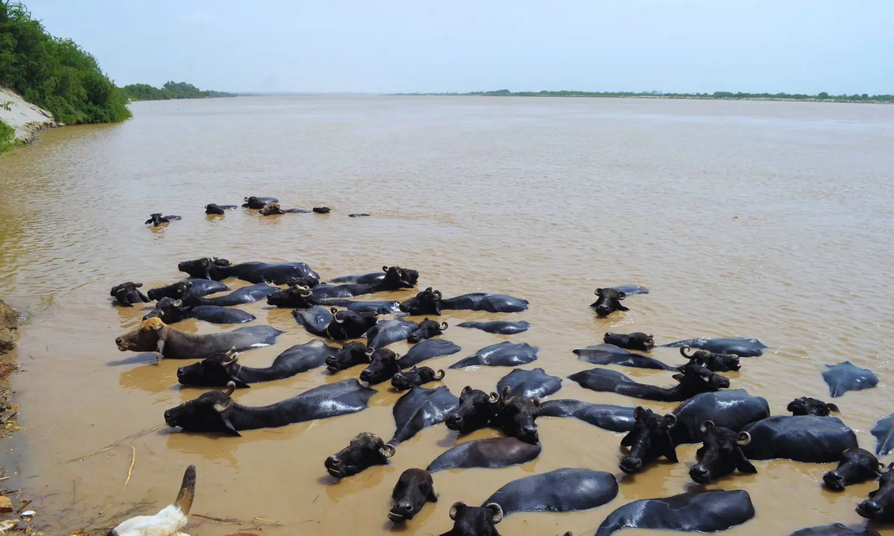 A herd of buffaloes bathing in river water in unit-10 Latifabad.