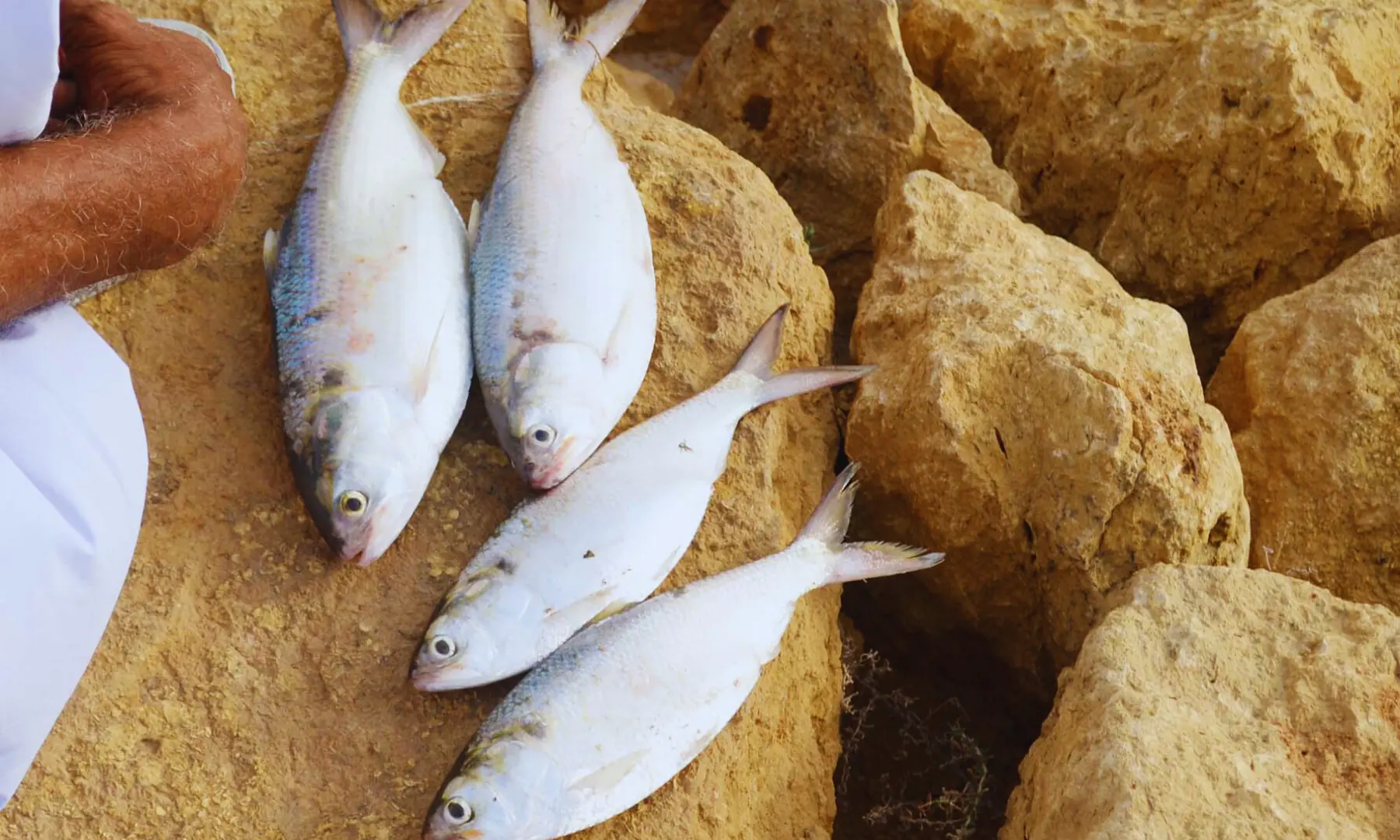 Palla fish after having been caught by fishermen.