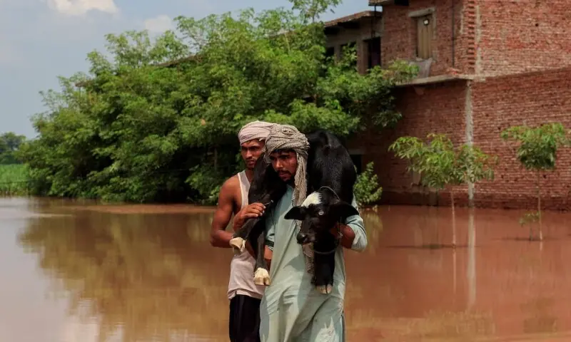 A man carries a new born buffalo calf as he wades through a flooded road, following monsoon rains and rising water levels of the Chenab River, in Qadirabad village near the Chenab River, August 28. &mdash; Reuters