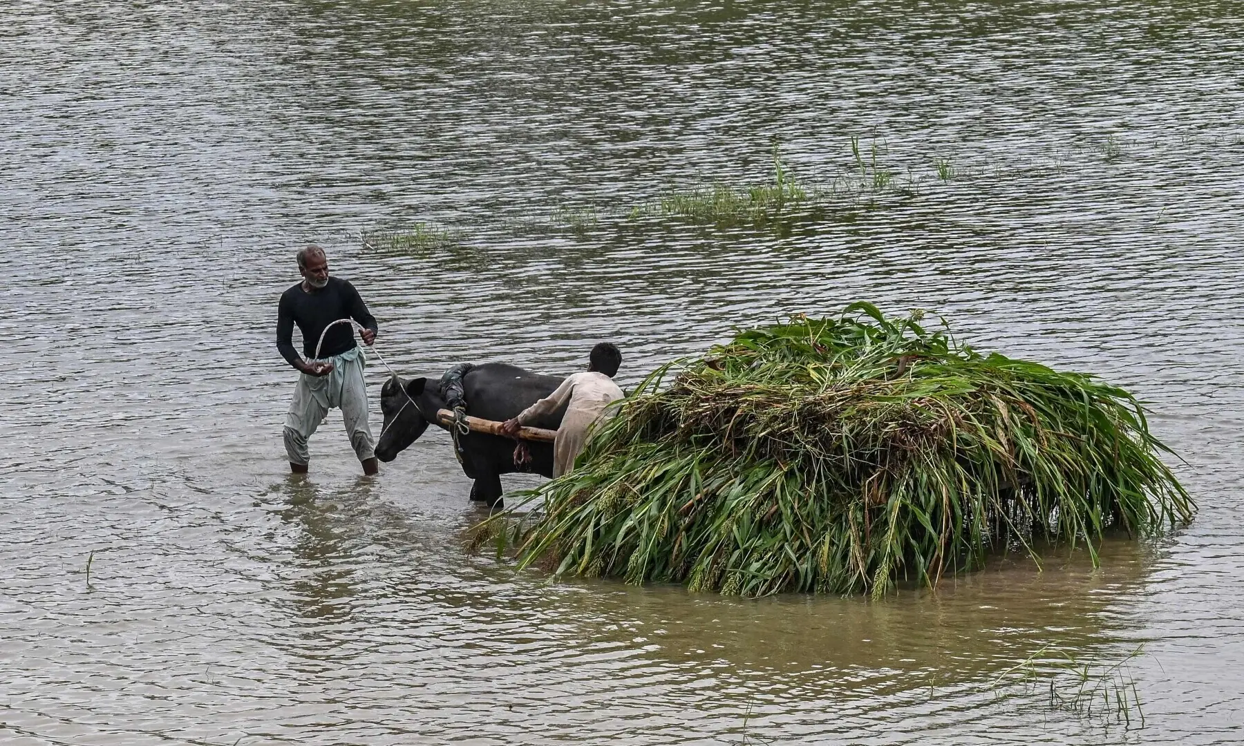 Farmers transport a heap of crops on a buffalo cart after heavy rainfall in the flood-affected area of Punjab&rsquo;s Kasur district on August 24, 2025. &mdash; AFP
