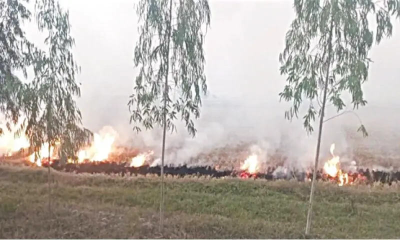 Agricultural burning fuels Indo-Gangetic Plain pollution: World Meteorological Organisation