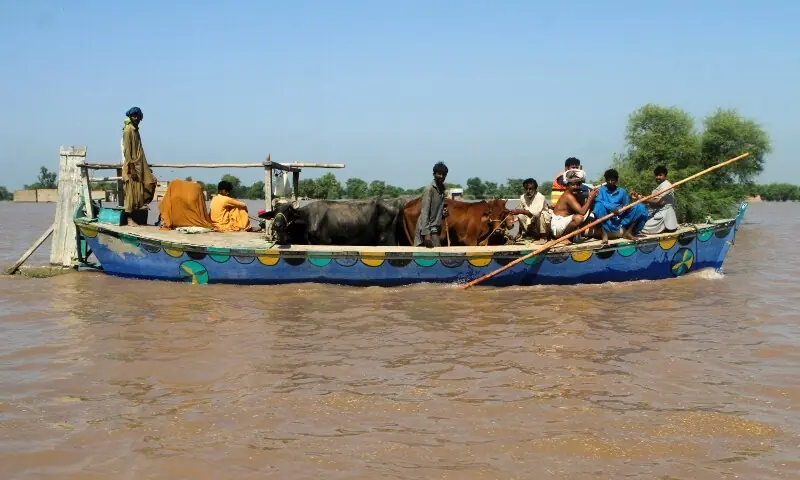 Residents travel with their cattle in a boat, as they evacuate flooded area, following monsoon rains and rising water levels of the Chenab River, in Seetpur on September 13. &mdash; Reuters