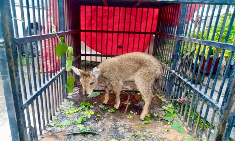 The rescued grey goral in a wildlife park in Patikka near Muzaffarabad. — Photo by author The rescued grey goral in a wildlife park in Patikka near Muzaffarabad. — Photo by author