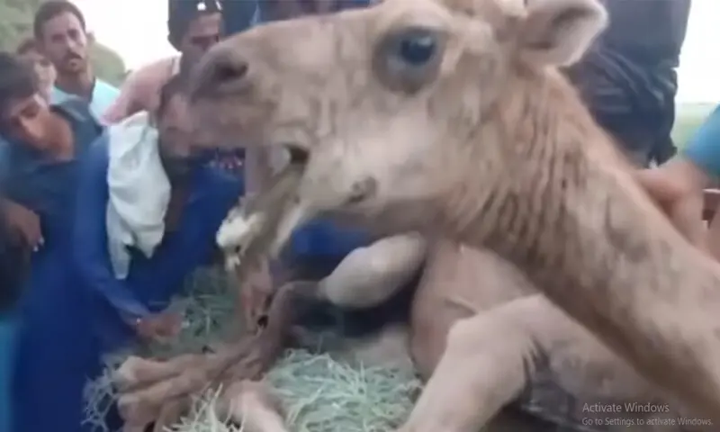 &mdash; فوٹو: اسکرین شاٹ