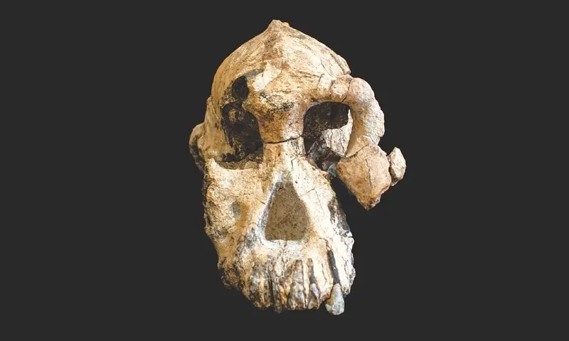 Fragments of an Australopithecus skull found in Ethiopia. Used for representation only. &mdash;AFP/File