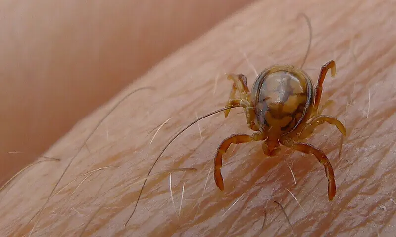 Congo virus is transmitted through the bite of infected ticks. — Reuters/File Congo virus is transmitted through the bite of infected ticks. — Reuters/File