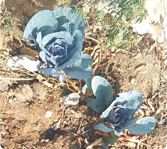Thinning of weaker plants helps create space for stronger plants to grow