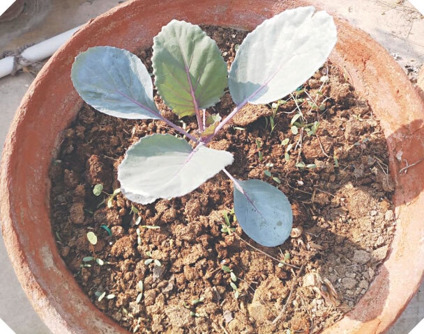 Contrary to green cabbage, the leaves of the red cabbae have maroon coloured veins  | Photos by the writer