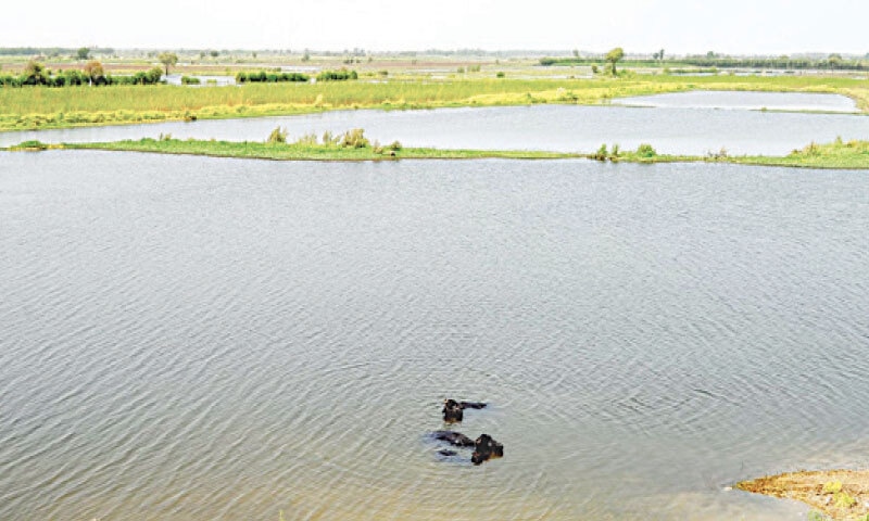 Hyderabad: Buffaloes bathe in a pool of water in a riverine area located beyond Ghalyan Bund on the left bank of the Indus River. &mdash;Photo by the writer