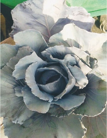 Red cabbage leaves turn grey and begin to fold in the middle as the sapling starts to mature | Photos by the writer