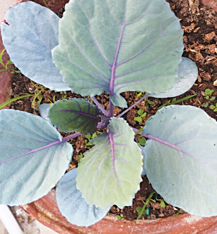 The minimum size of the container should be 10 inches in height and width to ensure a proper harvest