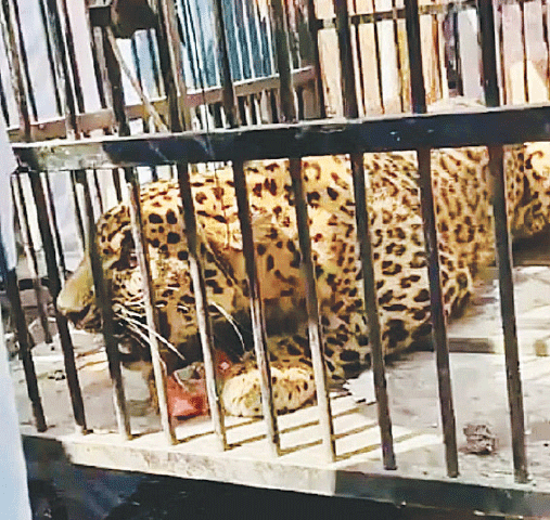 The leopard snarls from inside the cage. &mdash; Dawn
