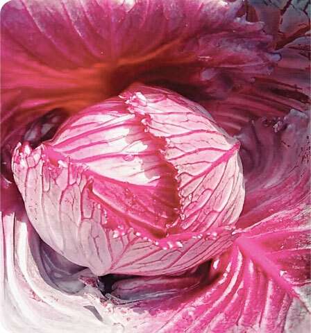 A red cabbage head ensconced in grey leaves | Photos by the writer