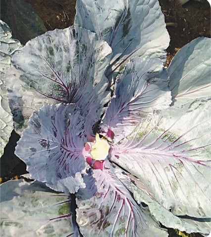 The red cabbage plant remains useful even after the primary harvest