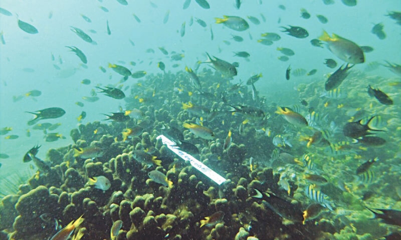 Porites annae coral comprises a major chunk of coral species at Churna Island | Amjad Ali