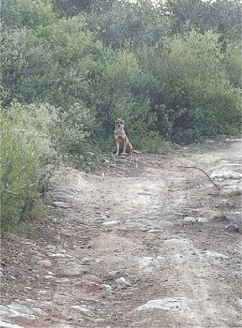 A defiant jackal shows no hesitation while being photographed on the rough track leading towards the peak.