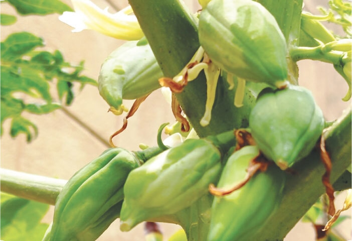 A papaya fruit that won't mature remains green