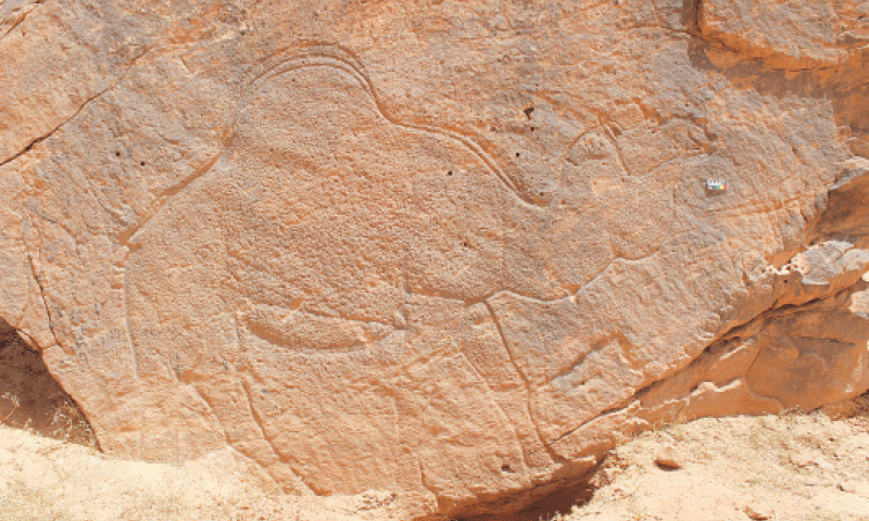 JEBEL MISMA: A life-sized, naturalistic camel engraving on sandstone, dating back to 12,000 years ago, in northern Saudi Arabia.&mdash;Reuters