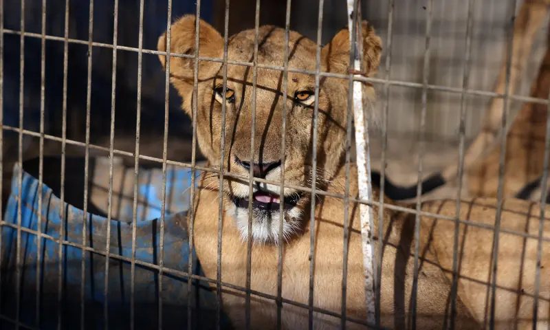 A lioness sits inside a cage on October 1 at Rafah Zoo, which now moved to Deir el-Balah in the central Gaza Strip from a previous location in Khan Yunis in southern Gaza, as the owner struggles to feed his animals. &mdash; AFP