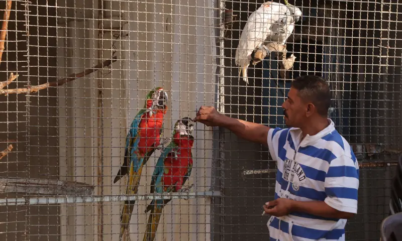 A keeper cares for birds on October 1 at Rafah Zoo, which now moved to Deir el-Balah in the central Gaza Strip from a previous location in Khan Yunis in southern Gaza, as the owner struggles to feed his animals. &mdash; AFP