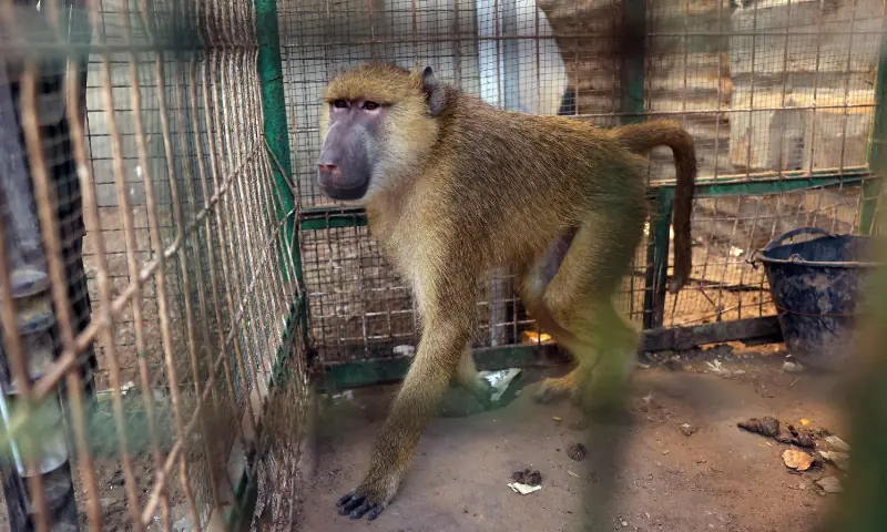 A monkey moves inside a cage on October 1 at Rafah Zoo, which now moved to Deir el-Balah in the central Gaza Strip from a previous location in Khan Yunis in southern Gaza, as the owner struggles to feed his animals. &mdash; AFP