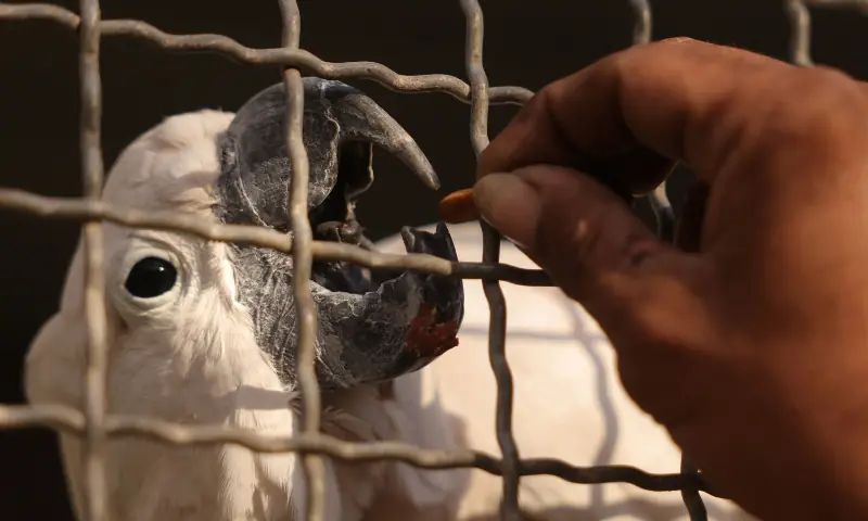 A keeper feeds a bird on October 1 at Rafah Zoo, which now moved to Deir el-Balah in the central Gaza Strip from a previous location in Khan Yunis in southern Gaza, as the owner struggles to feed his animals. &mdash; AFP