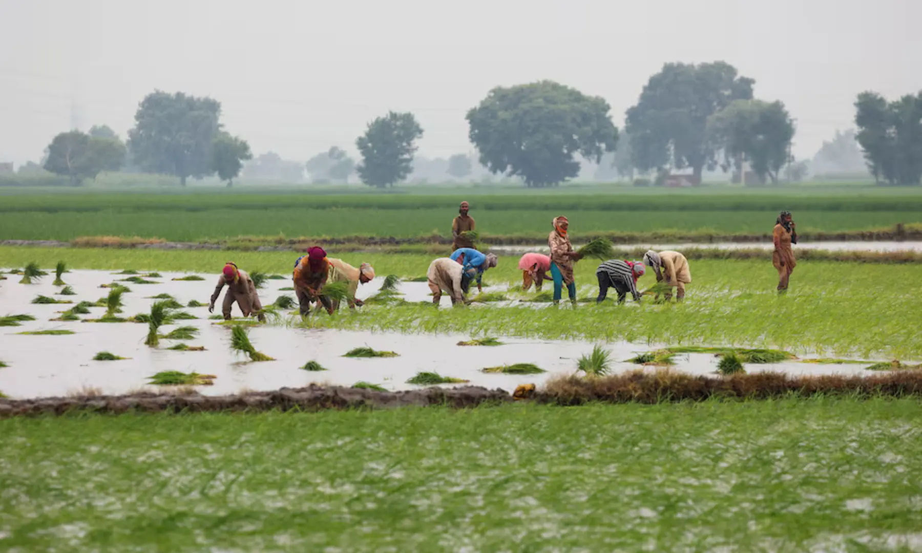 Women farmers plant rice saplings in the field in Muridke, Sheikhupura District in Punjab province, Pakistan August 12, 2025. &mdash; Reuters