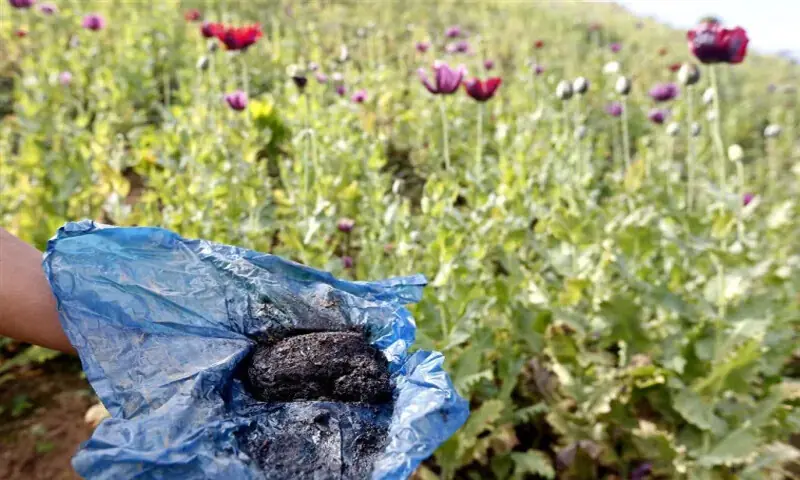 سی این ایف نے 2 ماہ میں 7 کروڑ 80 لاکھ روپے سے زائد کی منشیات برآمد کی ہے &mdash; فائل فوٹو: ای پی اے