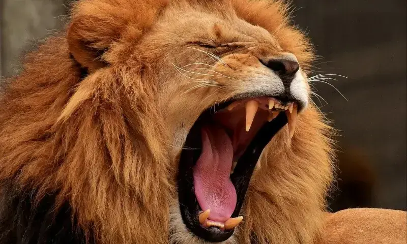 &mdash; فوٹو: ڈان