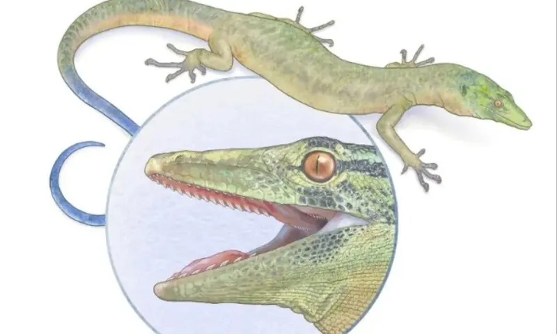 A handout illustration shows a reconstruction of the Jurassic species Breugnathair elgolensis, which possessed characteristics both of lizards and snakes, and lived 167 million years ago, based on fossils discovered in Scotland.  &mdash; Mick Ellison/American Museum of Natural History/Handout via Reuters/Illustration. This image has been supplied by a third party. This image has been supplied by a third party. No resales. No archives. Mandatory credit