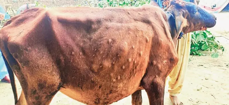 &mdash; فوٹو: شفیق بٹ