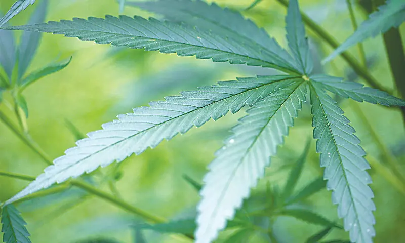 Image shows the cannabis plant — File/ AFP Image shows the cannabis plant — File/ AFP