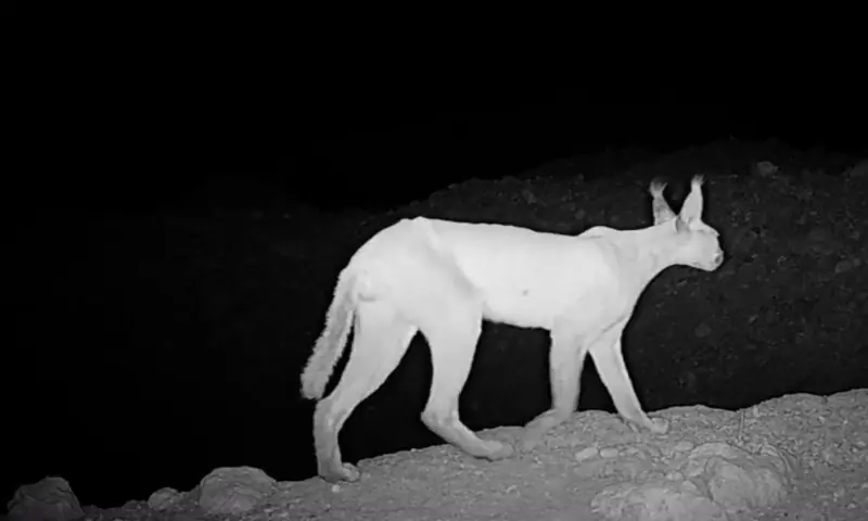 Camera-trap footage shows an adult male caracal in Kirthar National Park, Oct 5. — Image courtesy of the Indus Fishing Cat Project