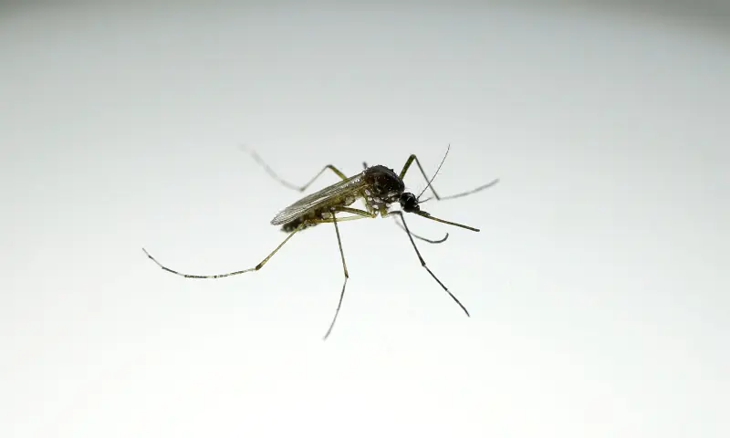 In this file photo, An Aedes aegypti mosquito with the dengue-blocking Wolbachia bacteria is seen at a laboratory in the Wolbito do Brasil plant in Curitiba, Parana state, Brazil on September 1, 2025. — Reuters/File In this file photo, An Aedes aegypti mosquito with the dengue-blocking Wolbachia bacteria is seen at a laboratory in the Wolbito do Brasil plant in Curitiba, Parana state, Brazil on September 1, 2025. — Reuters/File