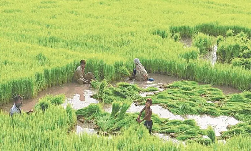 A file photo of farmers working in a rice paddy. &mdash; White Star/file