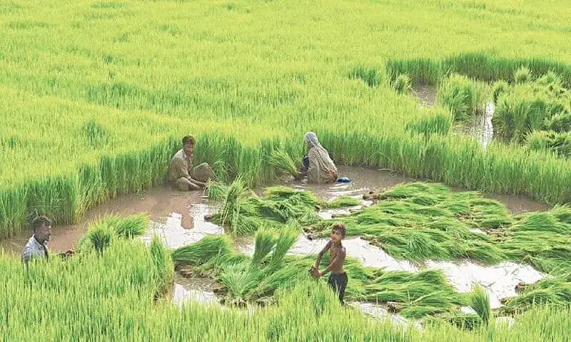 A file photo of farmers working in a rice paddy. &mdash; White Star/file