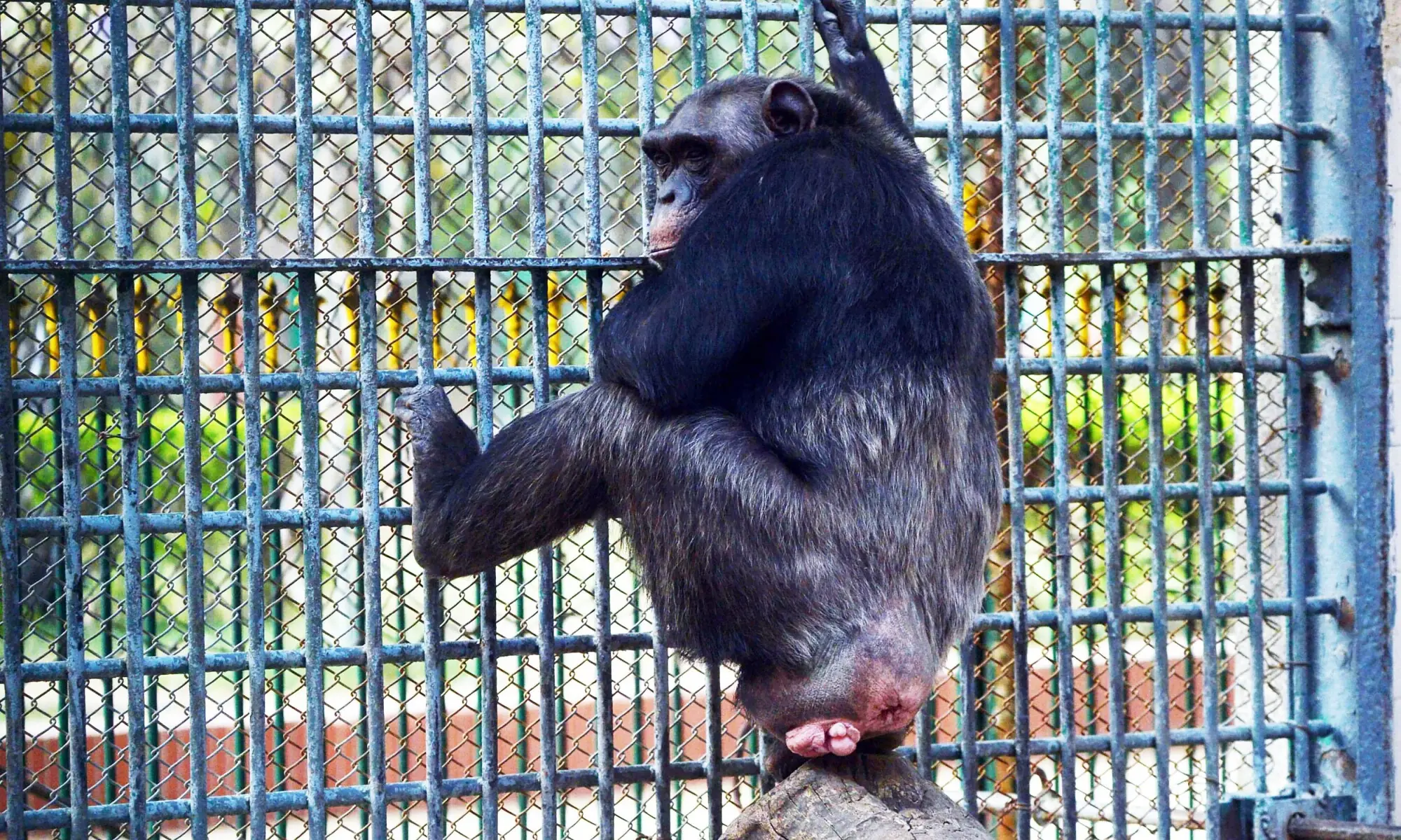 In this photograph taken on February 28, 2018, a chimpanzee is pictured in a century-old cage at the Karachi Zoo in Karachi. &mdash;  AFP/file
