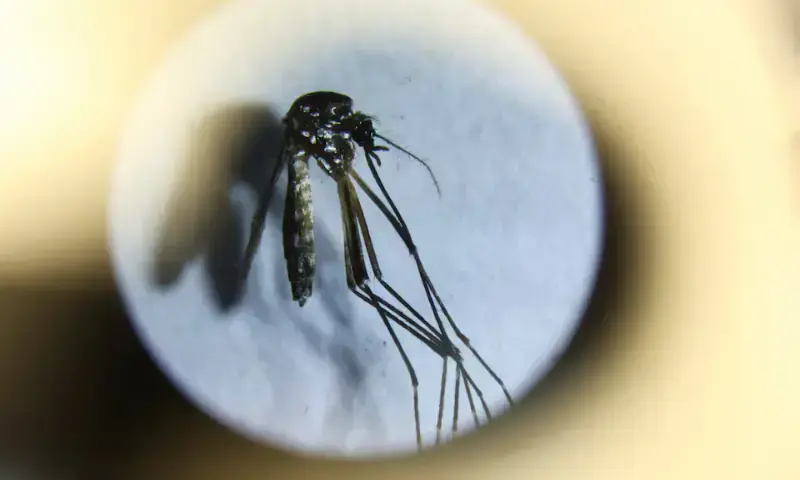 An Aedes aegypti mosquito is seen under a microscope, in Buenos Aires, Argentina, on March 13, 2024. — Reuters/File Photo An Aedes aegypti mosquito is seen under a microscope, in Buenos Aires, Argentina, on March 13, 2024. — Reuters/File Photo