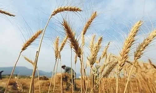 The wheat policy of the government is providing food for thought as well:  how not to conceive and run a staple policy. &mdash; Reuters/File