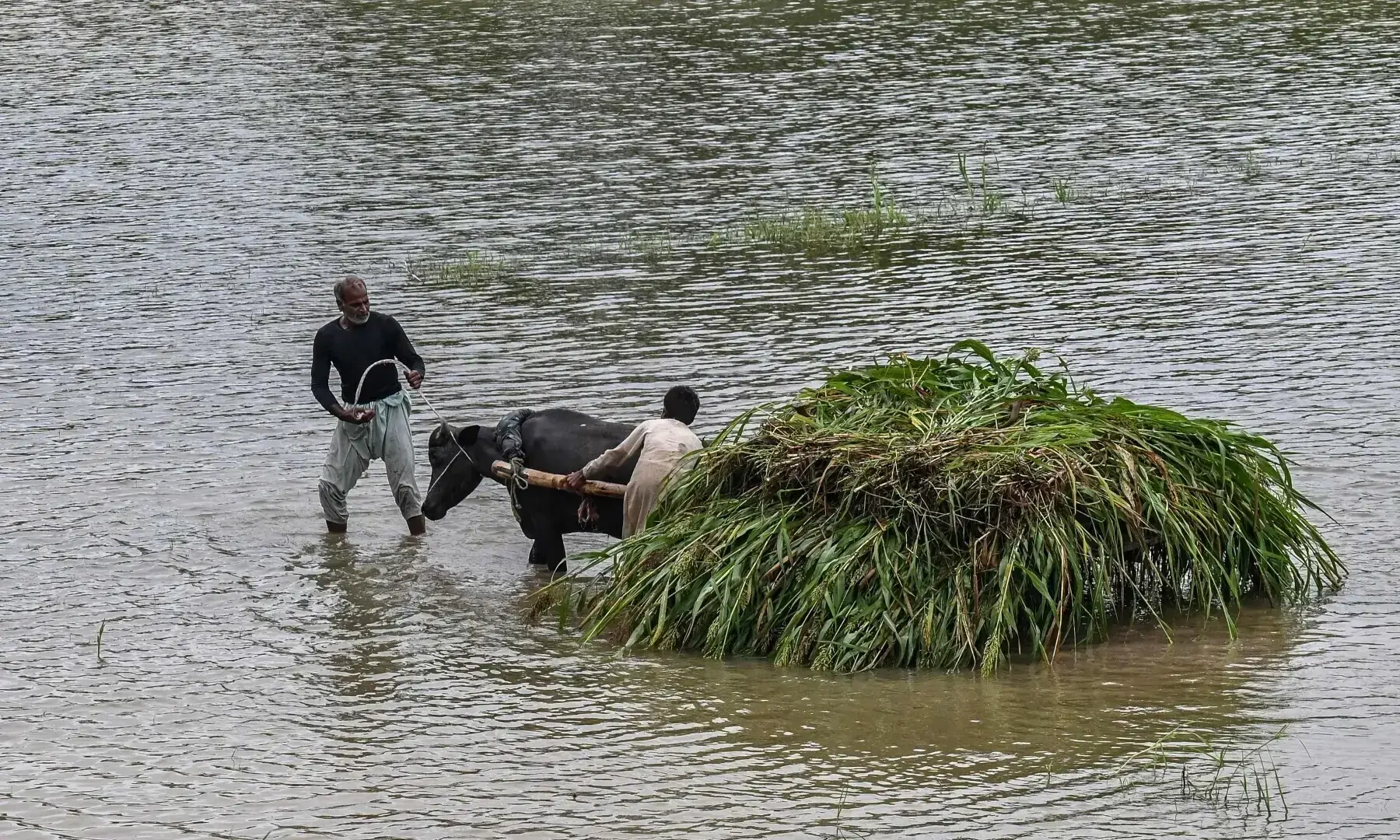 Farmers transport a heap of crops on a buffalo cart after heavy rainfall in the flood-affected area of Punjab’s Kasur district on August 24, 2025. — AFP/File Farmers transport a heap of crops on a buffalo cart after heavy rainfall in the flood-affected area of Punjab’s Kasur district on August 24, 2025. — AFP/File