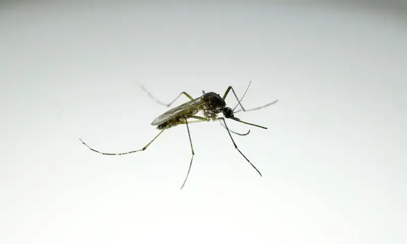 In this file photo, an Aedes aegypti mosquito with the dengue-blocking Wolbachia bacteria is seen at a laboratory in the Wolbito do Brasil plant in Curitiba, Parana state, Brazil on September 1, 2025. &mdash; Reuters/File