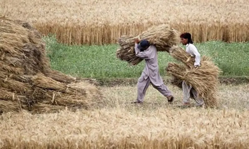 A file photo of farmers at work. ─ Reuters/File A file photo of farmers at work. ─ Reuters/File