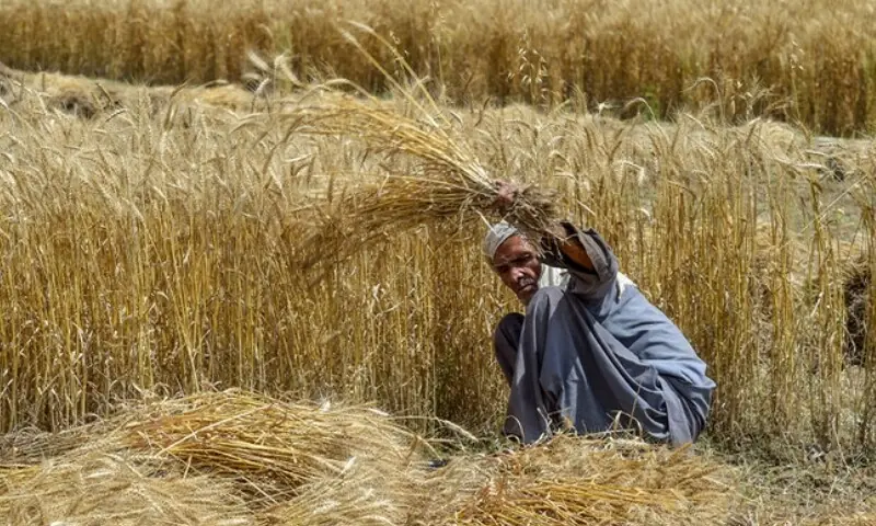A farmer harvests wheat crops in a field in Peshawar on May 2, 2020. &mdash; AFP