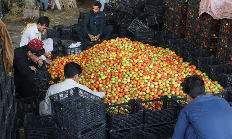 پشاور کی منڈی میں تاجر ٹماٹر کی چھانٹی کرتے ہوئے—فوٹو: رائٹرز