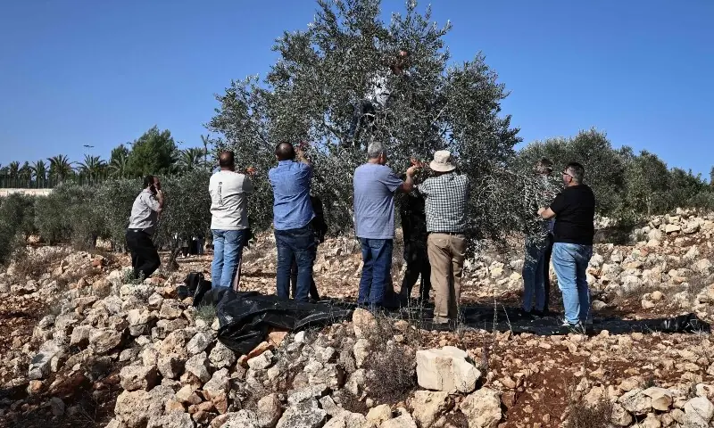 Volunteers help Palestinian farmers harvest olives in the Palestinian town of Birzeit, north of Ramallah in the Israeli occupied West Bank, Oct 23. &mdash; AFP